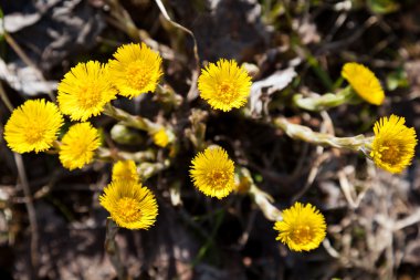 Foalfoot coltsfoot flower clipart