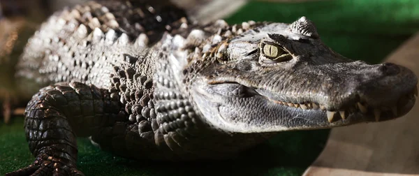 Krokodil — Stock Fotó