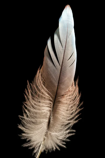 stock image Bird feather or quill