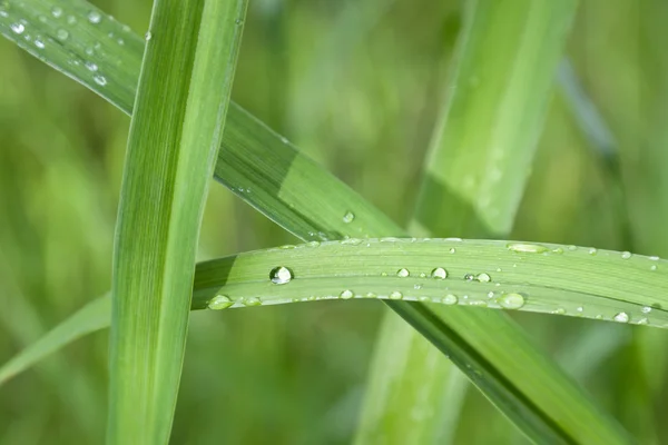 stock image Water drop on green grass