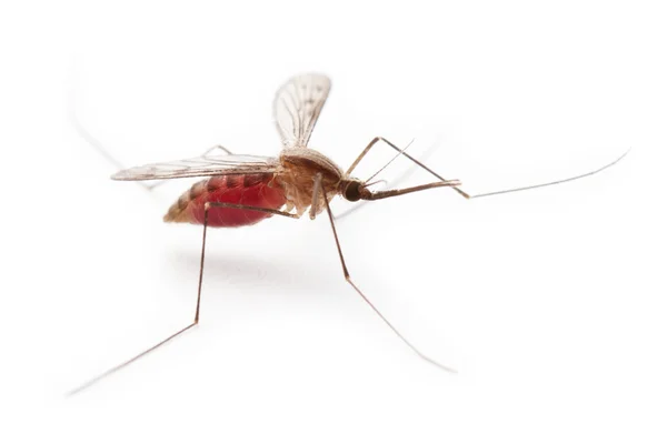 蚊子或蚊子昆虫 — 图库照片