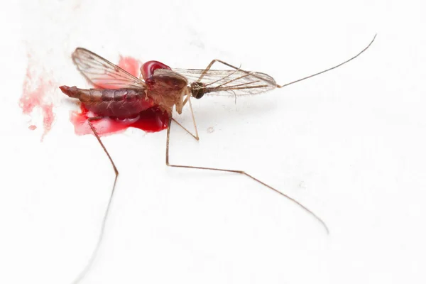 Gnat ou mosquito inseto — Fotografia de Stock