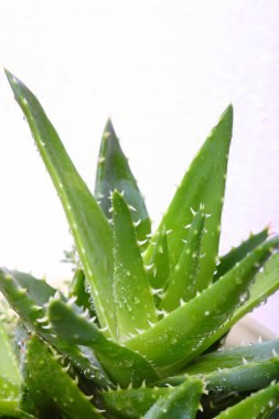 aloe vera bitkisi