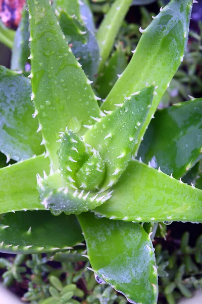 Aloe vera rostlina — Stock fotografie