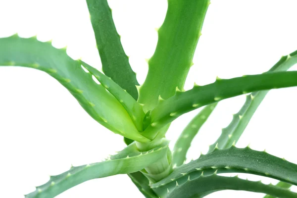 Aloe vera roślin makro Zdjęcie Stockowe
