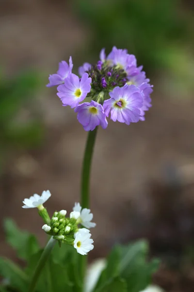 stock image Primula flowers in the garden