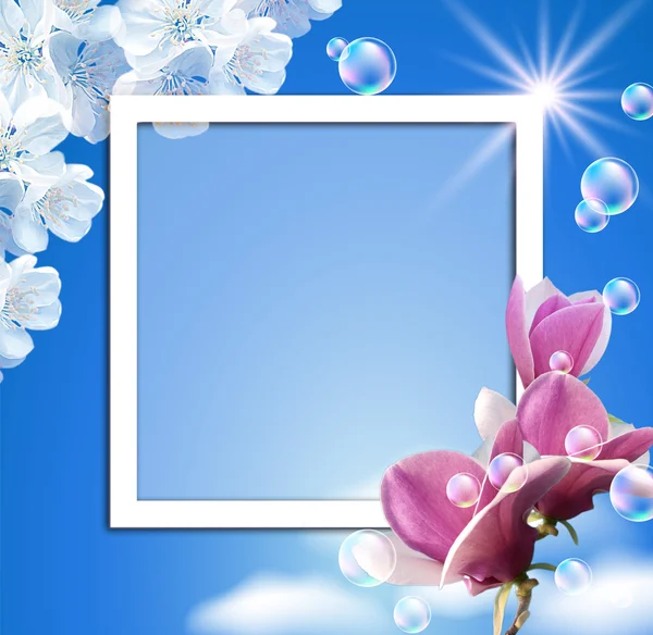Cielo e magnolia — Foto Stock