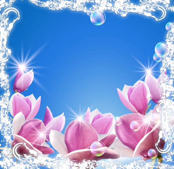 Hemel en magnolia — Stockfoto
