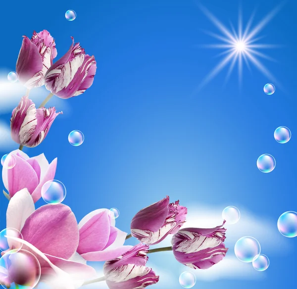 Magnolie und Tulpen — Stockfoto