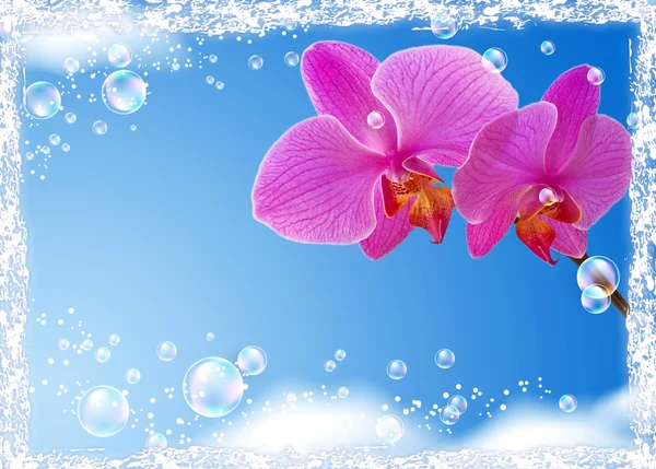 Orchidea z nieba — Zdjęcie stockowe