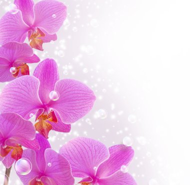 Orchid and bubbles clipart