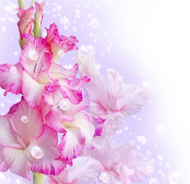 Gladiolus clipart