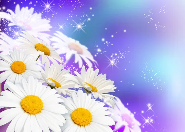 Gänseblümchen und Sterne — Stockfoto