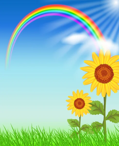 Sunflowers and rainbow — Stock Vector