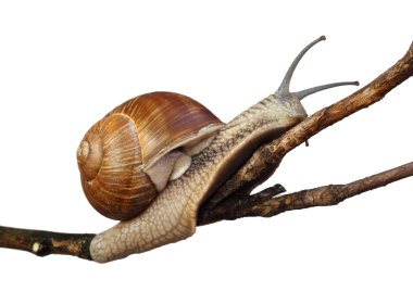 Snail clipart