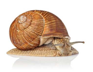 Isolated snail clipart