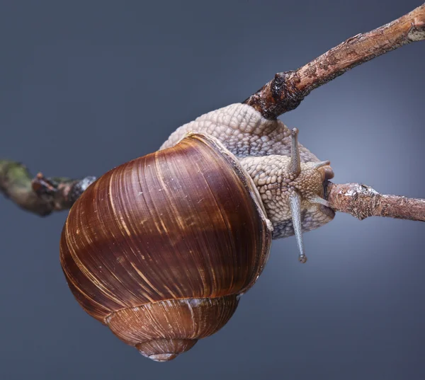 Snail on plant — Stock Photo, Image