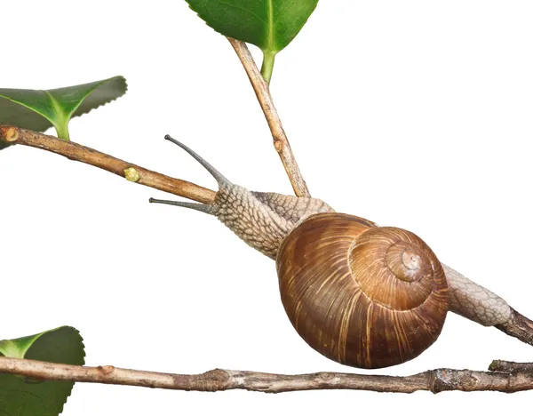 Snail on plant — Stock Photo, Image