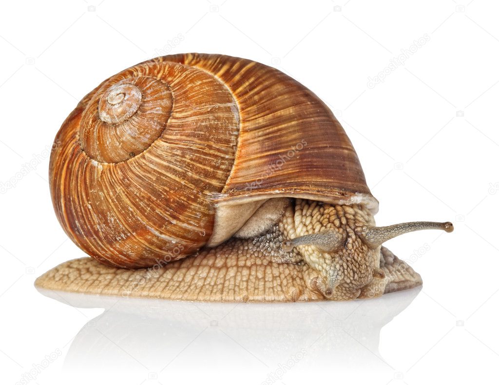 Isolated snail