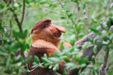 Proboscis monkey long nosed clipart