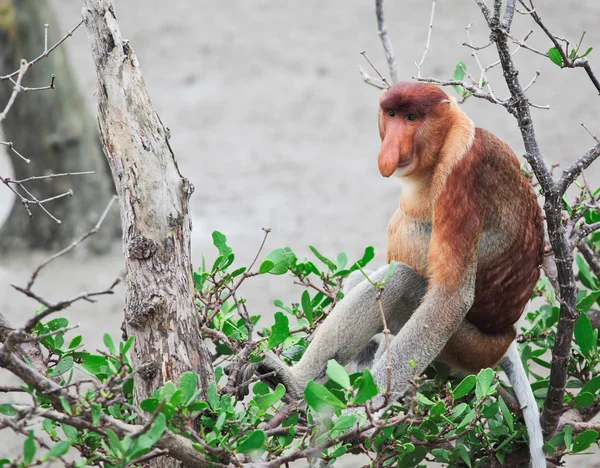 Macaco-probóscide nariz comprido — Fotografia de Stock