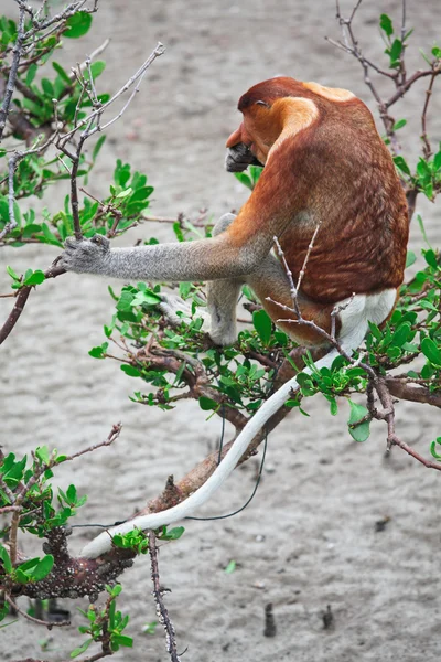 Opice kahau dlouho nosem — Stock fotografie
