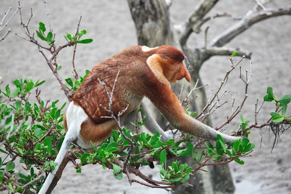 Macaco-probóscide nariz comprido — Fotografia de Stock