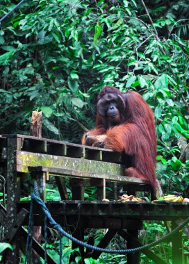 büyük erkek orangutanın