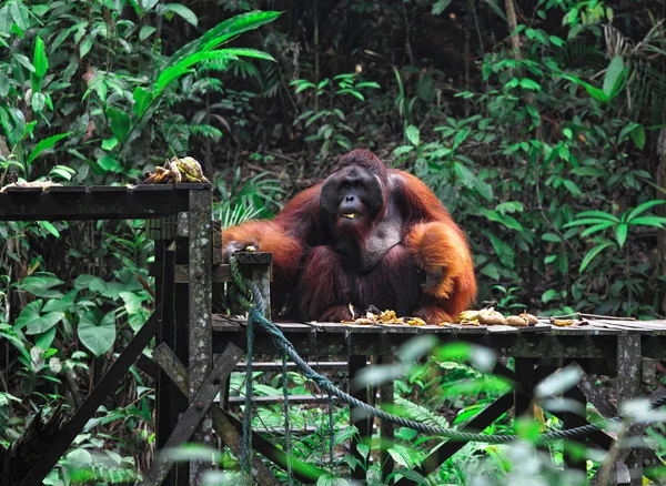 Gros mâle de orang-outan — Photo