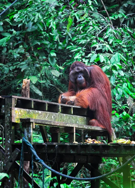 Grande maschio di orango — Foto Stock