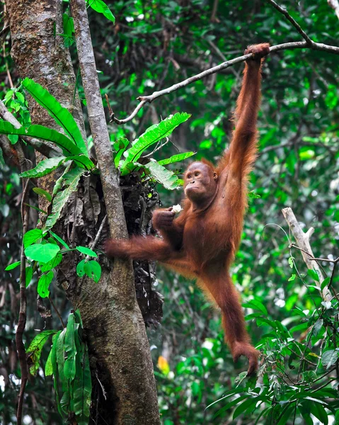 Orangutanf na floresta tropical — Fotografia de Stock