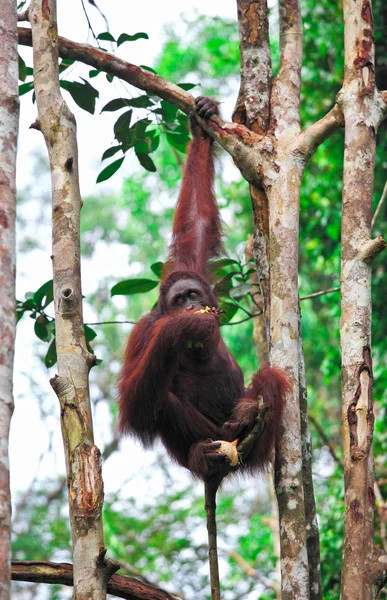 Orangutanf i regnskog — Stockfoto