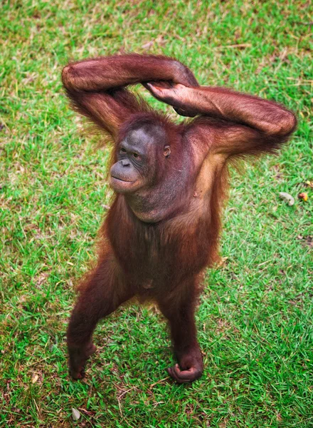 Orangutang portret — Stockfoto