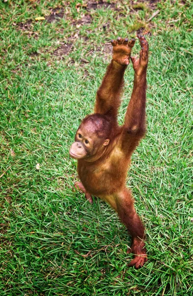 Orangutang portre — Stok fotoğraf
