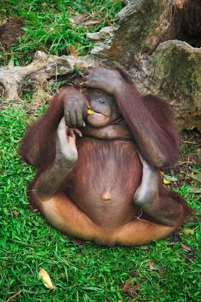 Retrato de Orangutang —  Fotos de Stock