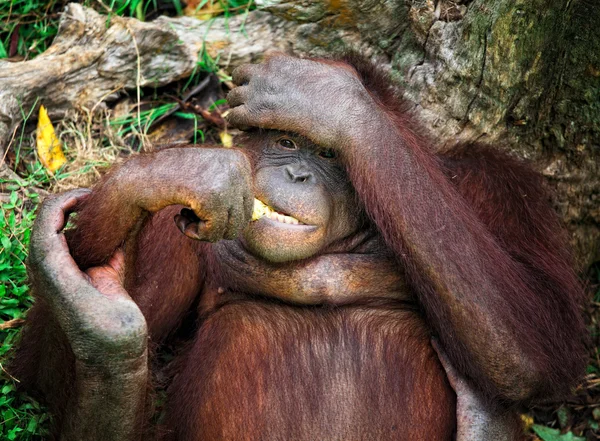 Πορτραίτο orangutang — Φωτογραφία Αρχείου