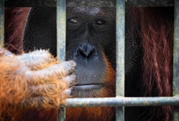 关在笼子里的 orangutang — 图库照片