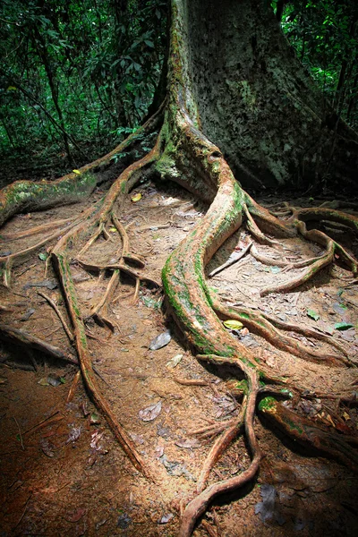 Taman negara ağacında — Stok fotoğraf