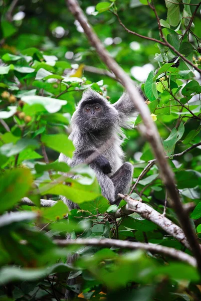 Μαϊμού πορτρέτο — Φωτογραφία Αρχείου