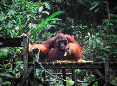 büyük erkek orangutanın