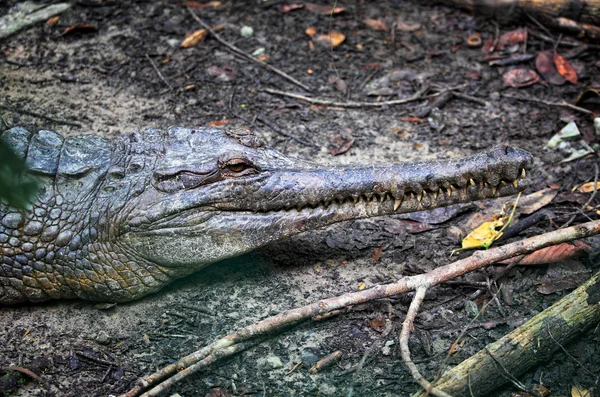 Krokodýl portrét — Stock fotografie