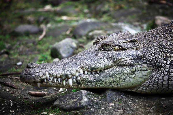 Crocodile portrait — Stock Photo, Image