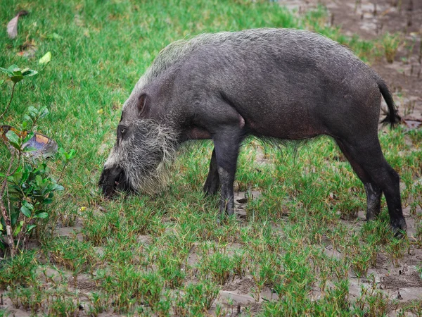 Cerdo barbudo — Foto de Stock