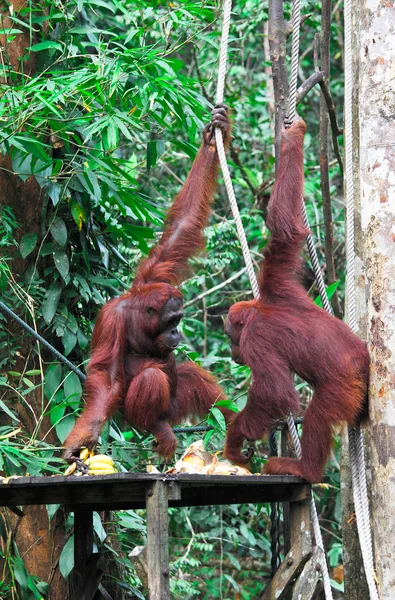 Orangutang στο τροπικό δάσος — Φωτογραφία Αρχείου
