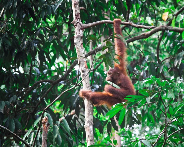 Orangutang na floresta tropical — Fotografia de Stock