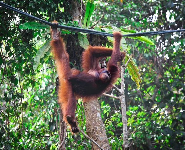 Orangutang w rainforest — Zdjęcie stockowe