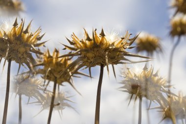 Weeds on a floor clipart