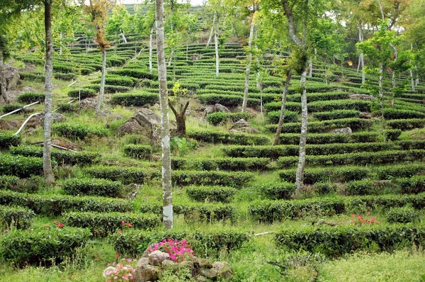 Plantation de thé à flanc de colline — Photo