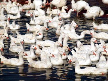 Ducks in a Pond clipart