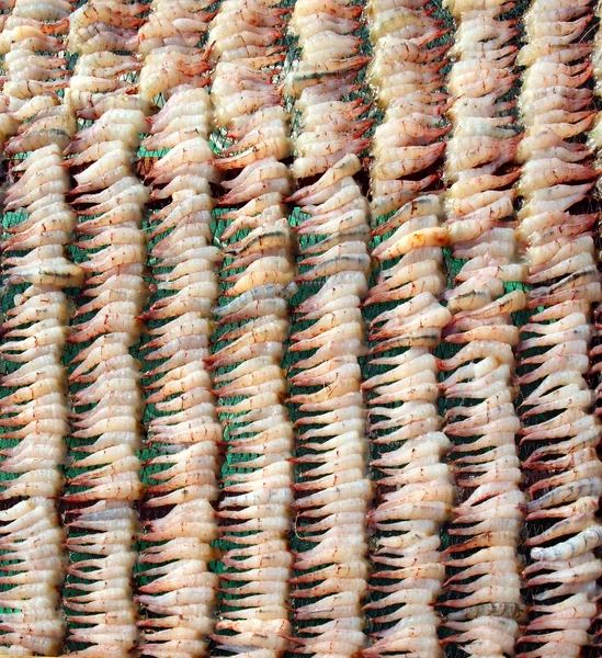 Carne de camarão está secando no sol — Fotografia de Stock